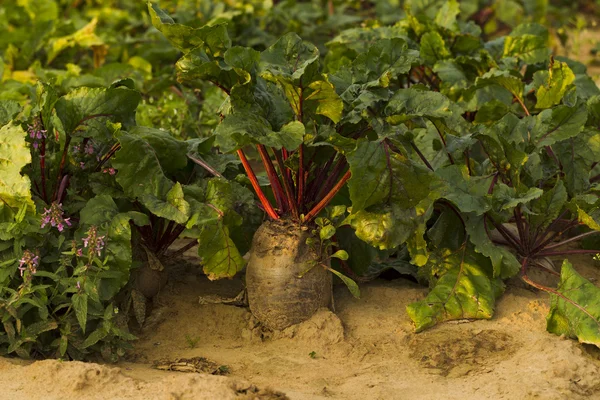 Raccolta di barbabietole fresche — Foto Stock