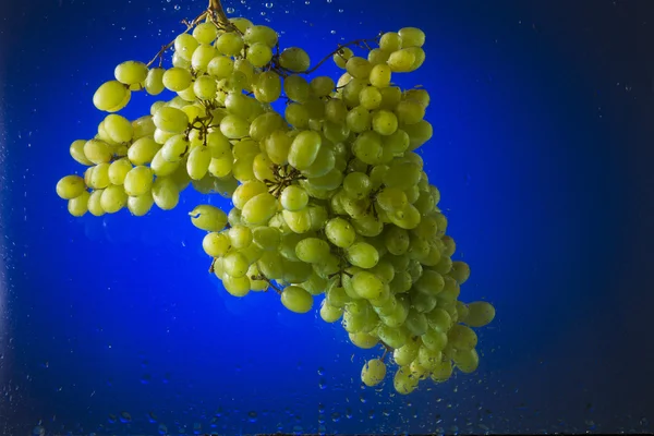 Uvas verdes na água sobre um fundo azul — Fotografia de Stock