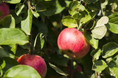 Elma yeşil yeşillik bir ağaç dalı bir arka plan üzerinde