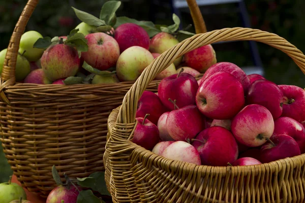 Red apples in wooden wicker basket — Stock Photo, Image