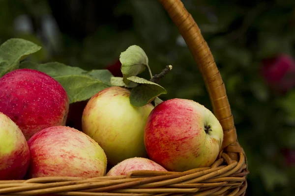 Red apples in wooden wicker basket — Stock Photo, Image