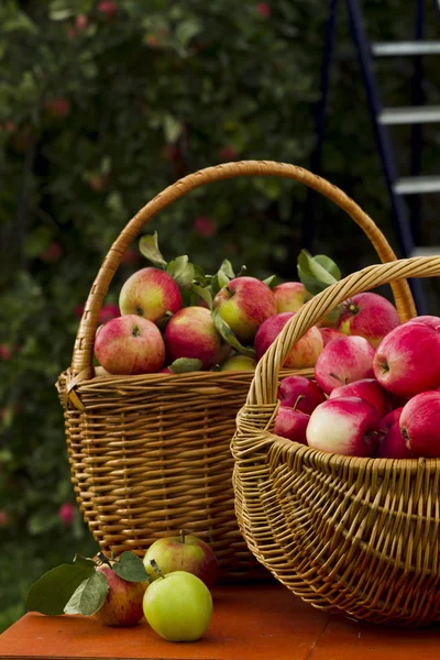 Manzanas rojas en canasta de mimbre de madera —  Fotos de Stock