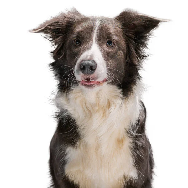 Border Collie Hunderasse Auf Isoliertem Weißem Hintergrund Studioleuchte — Stockfoto