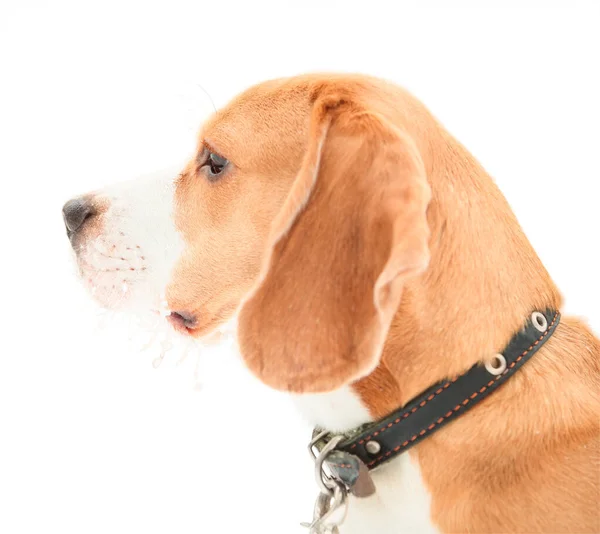 Profil Porträt Eines Englischen Beagle Welpe Auf Isoliertem Weißem Hintergrund — Stockfoto