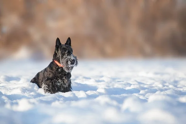 Dog Scotch Terrier Filhote Cachorro Senta Neve Dia Ensolarado Inverno — Fotografia de Stock