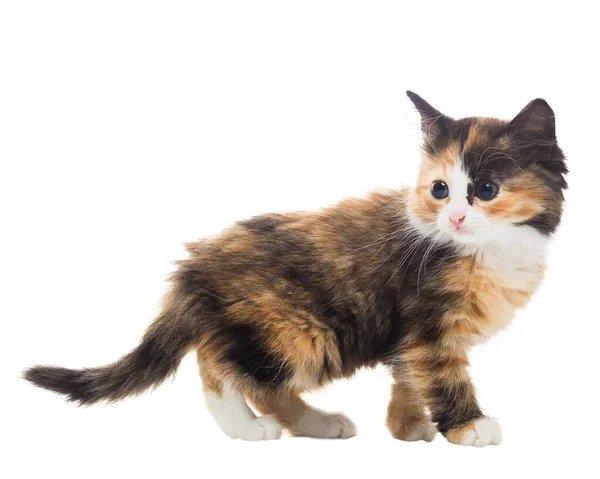 Two Month Old Small Fluffy Tricolor Kitten Isolated White Background Stock Photo