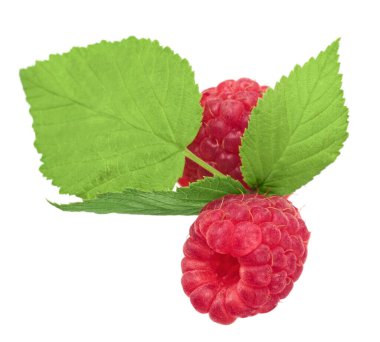 Yeşil yapraklı iki kırmızı ahududu grubu izole edilmiş beyaz arka planda uzanıyorlar.