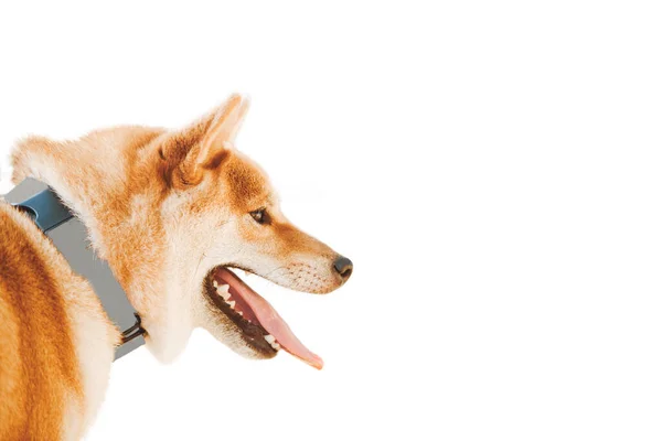 Hund Der Japanischen Rasse Shiba Inu Rotschopf Auf Isoliertem Weißem — Stockfoto