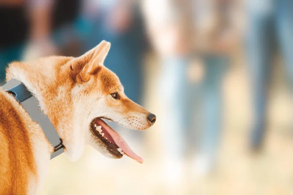 Der Rothaarige Japanische Hund Shiba Inu Geht Einem Sommertag Freien — Stockfoto