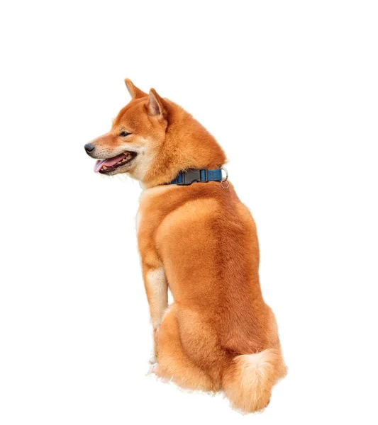 Chien Race Japonaise Shiba Inu Rousse Sur Fond Blanc Isolé Photo De Stock