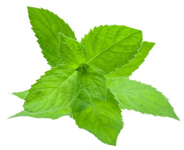 Taze nane şekeri, Mintha piperta, izole edilmiş beyaz bir arkaplanda ayrılır.