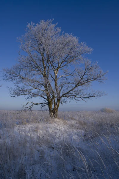 Träd i frost — Stockfoto