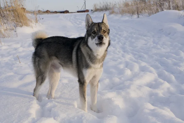 Cane in inverno — Foto Stock