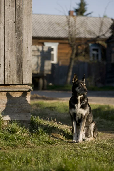 Cão no verão — Fotografia de Stock