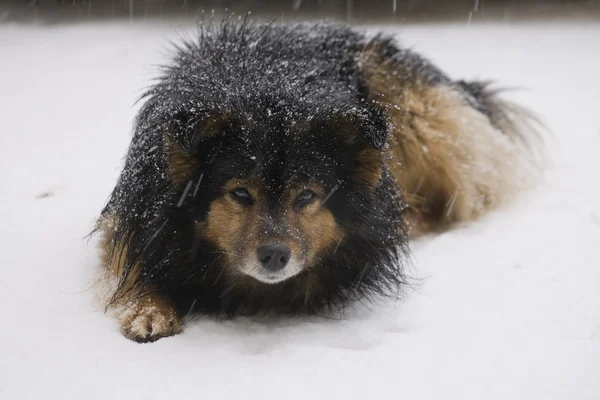 Perro nevado —  Fotos de Stock