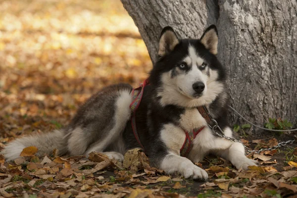 Hunden väntar — Stockfoto