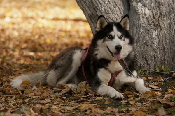 Hond te wachten — Stockfoto