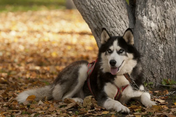 Hond te wachten — Stockfoto