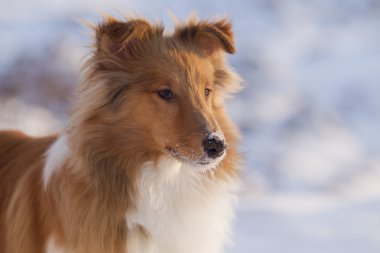 köpek kış