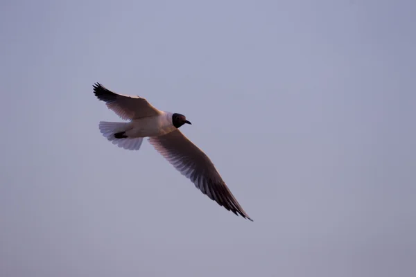 Bird in flight — Stock Photo, Image