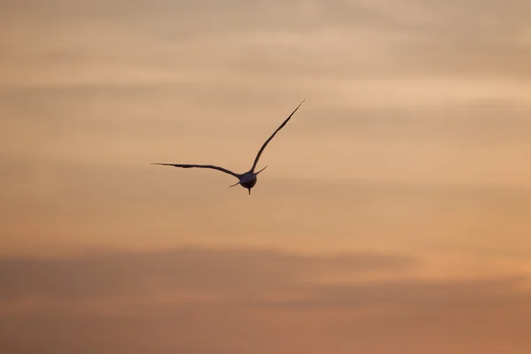 Flying bird — Stock Photo, Image