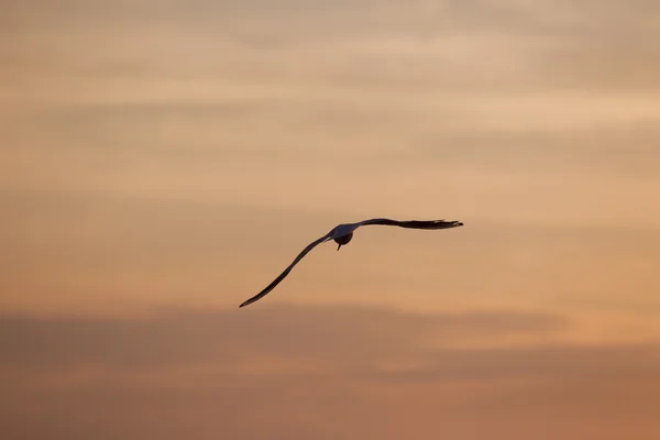 Flying bird — Stock Photo, Image