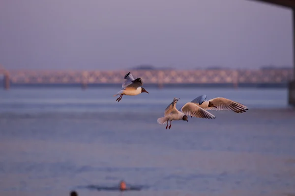 Flight of the gulls — Stock Photo, Image