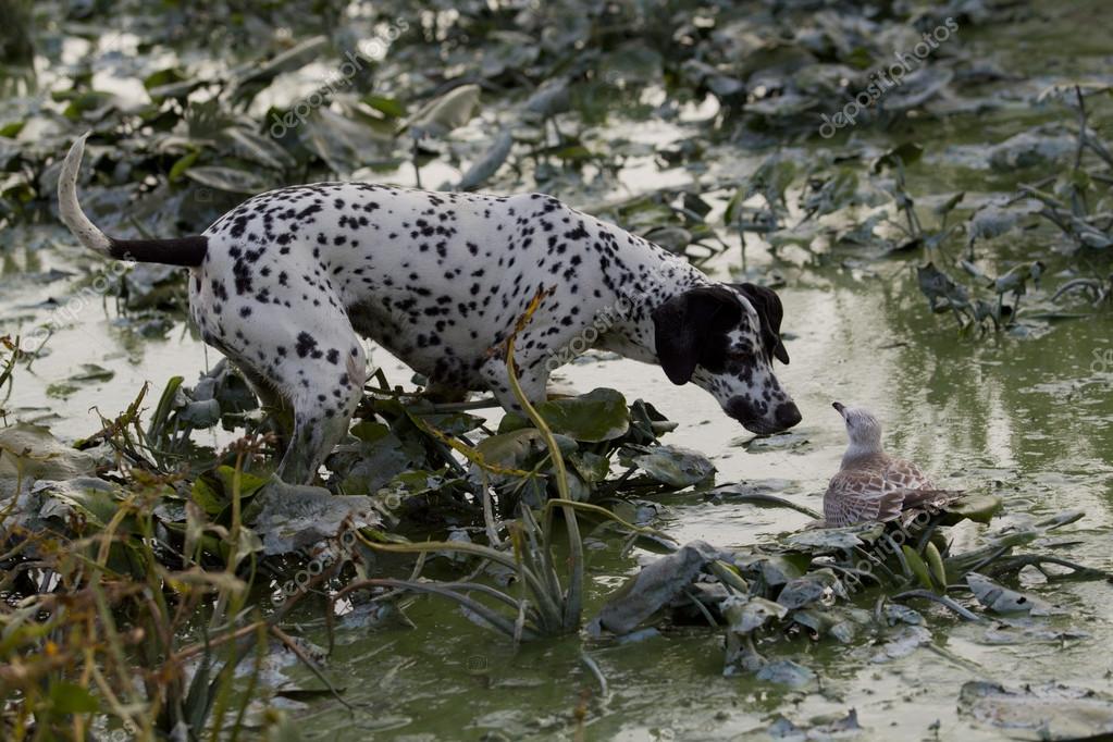 dalmatian hunting
