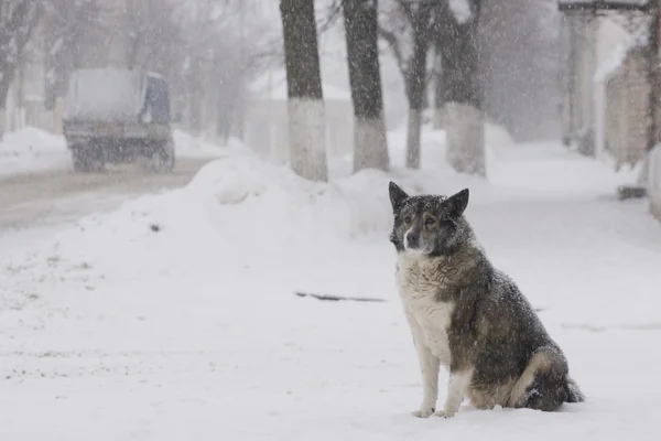 Cão sentado ao lado da estrada na neve . — Fotografia de Stock