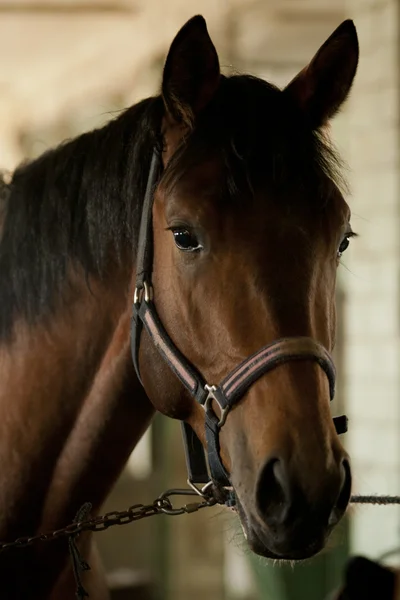 Cavalo — Fotografia de Stock