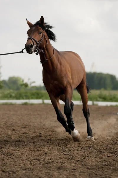 Cavalo em formação — Fotografia de Stock