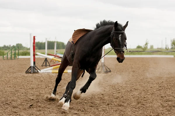 Pferd im Training — Stockfoto