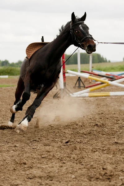 Pferd im Training — Stockfoto