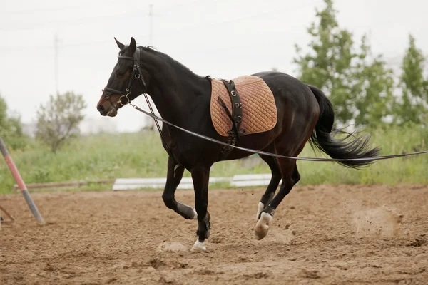 Pferd im Training — Stockfoto