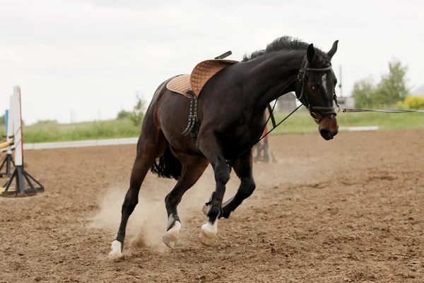 在训练中的马 — 图库照片