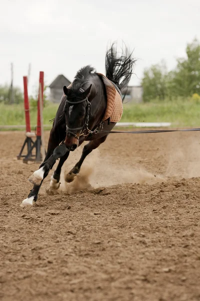 Pferd im Training — Stockfoto