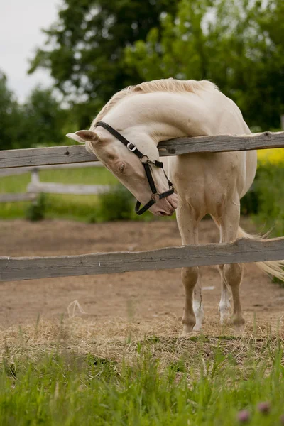 Pferd auf der Koppel — Stockfoto