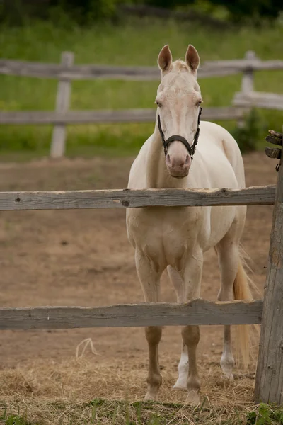 Horse in the paddock — Stock Photo, Image