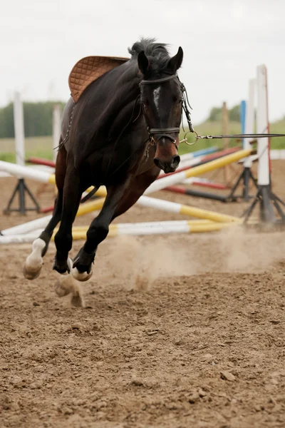 Häst i träning Stockbild