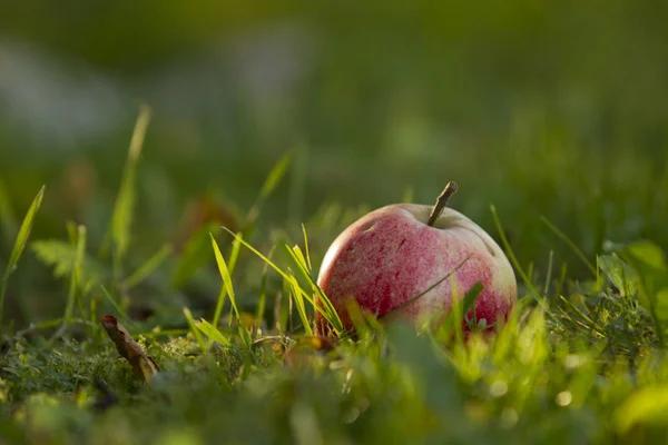 Pommes sur l'herbe — Photo