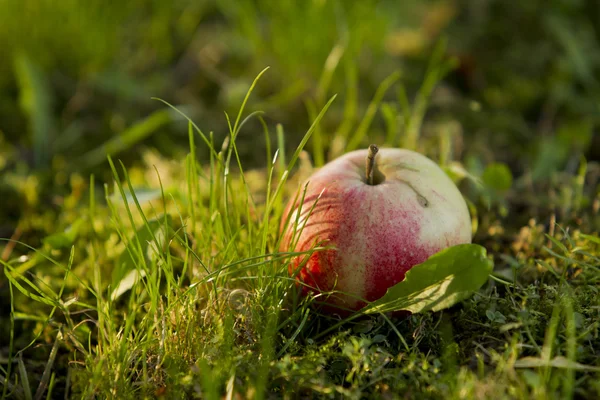 Apples on the grass — Stock Photo, Image