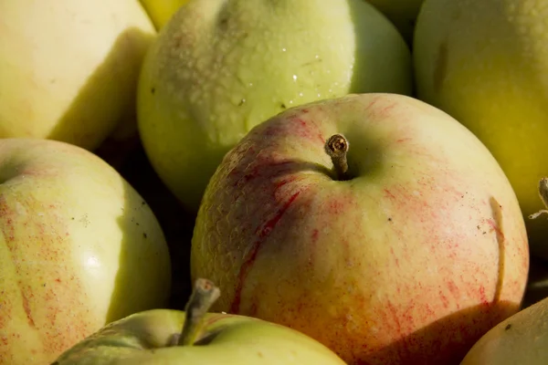 Apples — Stock Photo, Image