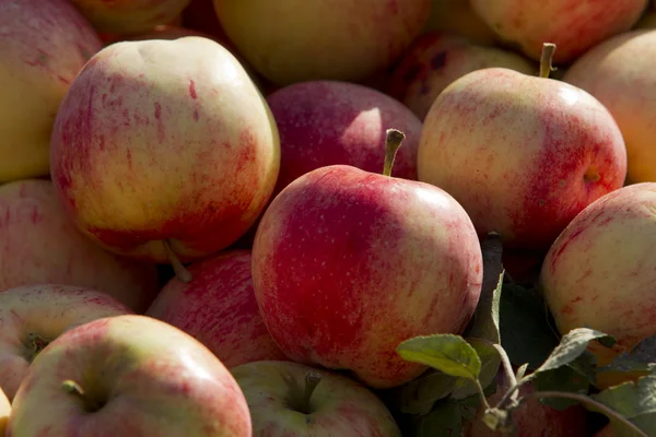 Apples — Stock Photo, Image