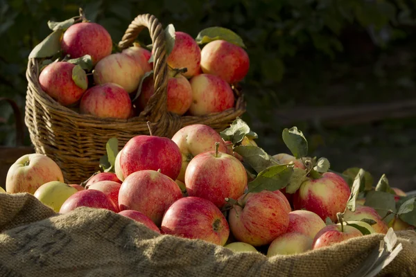 Apples — Stock Photo, Image