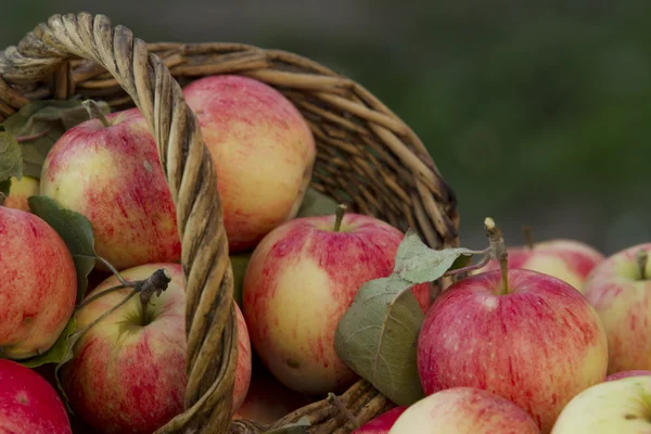 Apples — Stock Photo, Image