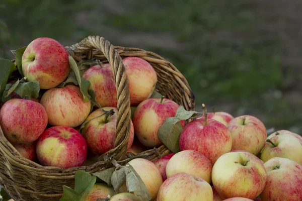 Apples — Stock Photo, Image