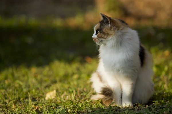 Кошка на прогулке . — стоковое фото
