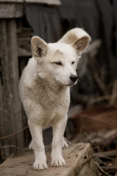 Белая собака — стоковое фото