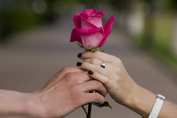 Rosa tra le braccia dell'amore — Foto Stock