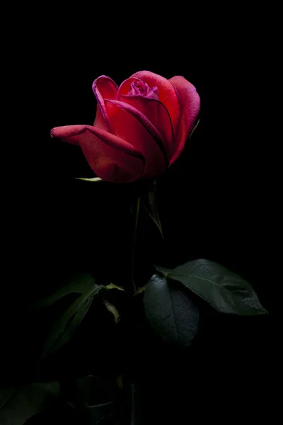 Rosen auf schwarz. — Stockfoto